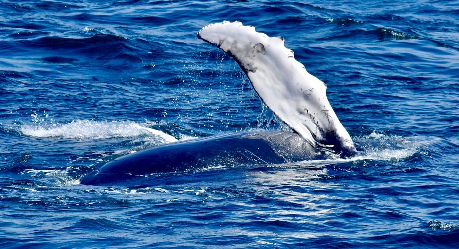 28 38 Canada 167 28 38 Canada 167